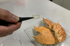 利用蟹壳制造可生物降解的光学元件